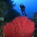 fan_sea_kbraw_v_0059_sul0817.jpg